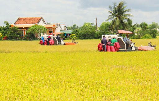 Dự báo các vụ lúa năm 2020 sẽ cho thu hoạch ước đạt 43,5 triệu tấn thóc.