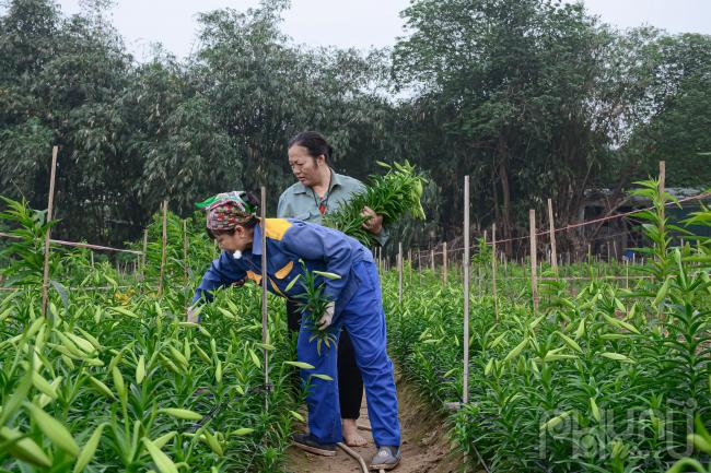 Hoa loa kèn đầu mùa từ vườn ra phố