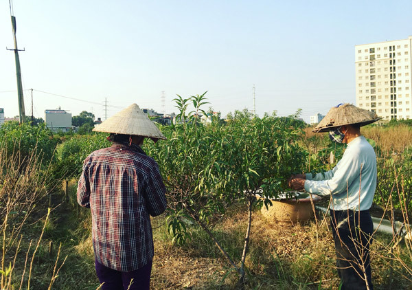 Người dân tuốt lá những gốc đào còn sót lại, mong vớt vát được phần nào.