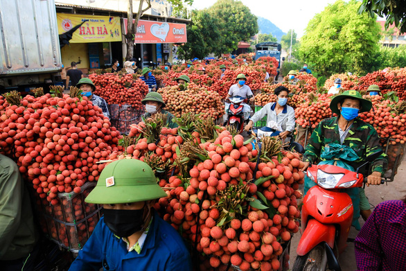 Bắc Giang bán hết 215.000 tấn vải thiều, thu hơn 6.800 tỉ đồng