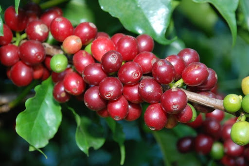 Giá Arabica xuống mức đáy mới, Robusta lại tăng chạm đỉnh