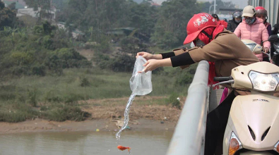 Không nên ném cá từ trên cao xuống trong ngày tiễn ông Táo về trời.