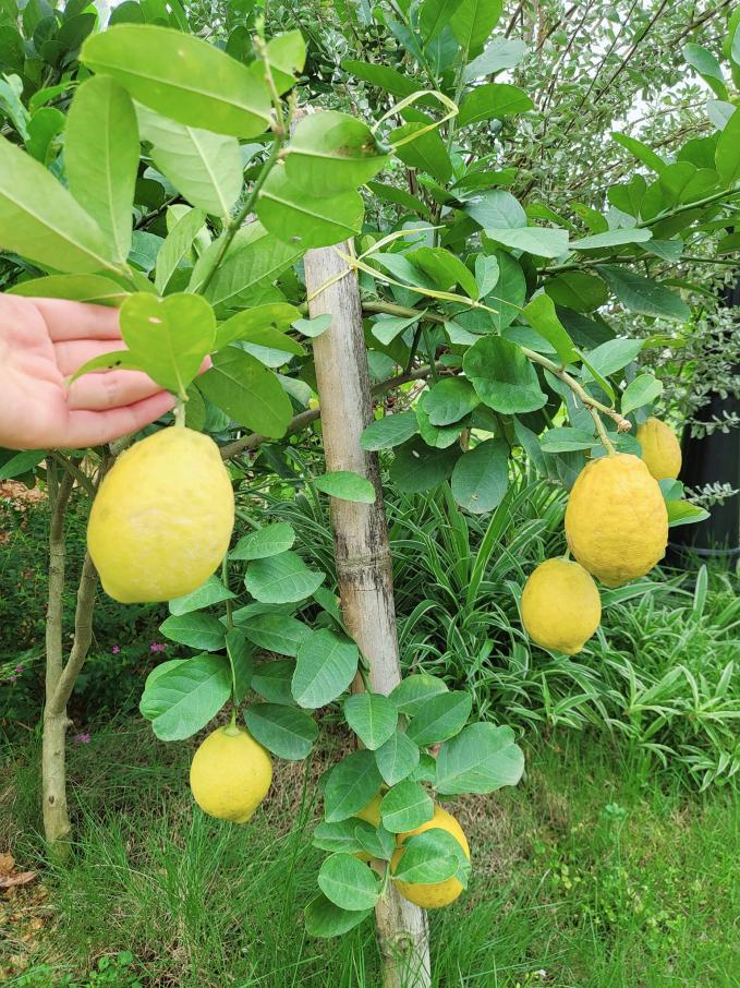 Cây chanh vào mùa ra quả vừa to vừa thơm, đến độ ăn mãi không hết               Cây ớt ra trái liên tục nên gia đình không phải ra chợ để mua về chế biến.        