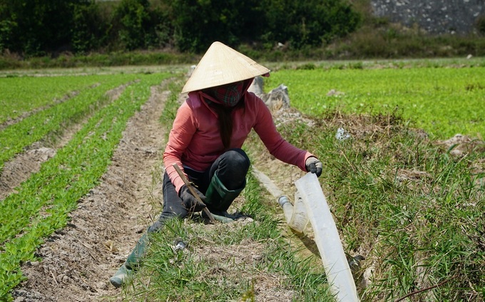 Chị Phạm Thị Thấm dẫn nước về tưới 7 sào đậu, chuyển đổi từ đất lúa. Ảnh: VnExpress