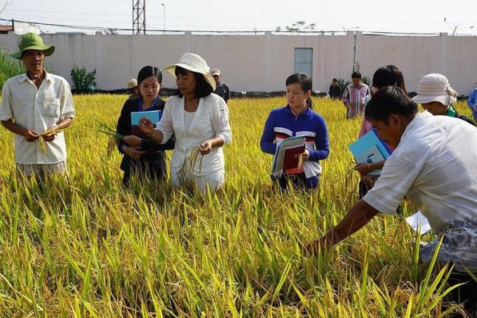 GS.TS Nguyễn Thị Lang ( áo trắng đứng giữa) lội ruộng khảo sát cây lúa