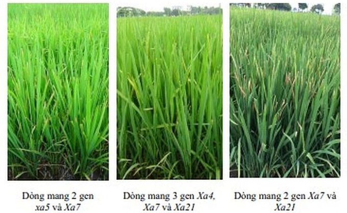 Những dòng lúa triển vọng mang 2-4 gen kháng bệnh bạc lá được đánh giá qua đề tài nghiên cứu. Ảnh: vista.gov.vn