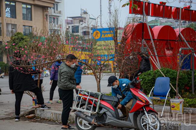 Với những cành đào nhỏ người mua có thể tự mang về, còn những cành đào lớn hoặc chậu lớn  sẽ người bán chở về tận nhà.