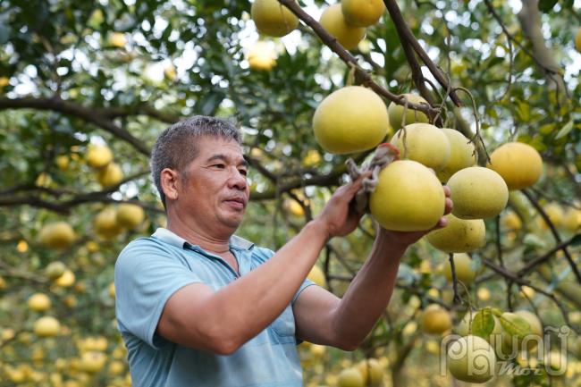 Theo người dân ở đây, công tác thu hoạch đã tất bật từ giữa tháng 11 âm lịch nhằm phục vụ nhu cầu tết Nguyên đán 2024 và đảm bảo được độ ngon, thơm của quả bưởi.