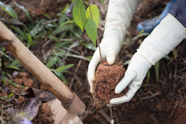 “Ngân hàng cây xanh” TreeBank và câu chuyện lạ: Không cần đất cũng có thể trồng rừng