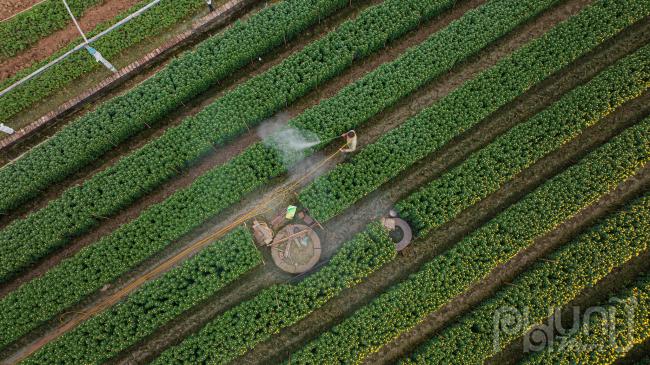 Bước sang tháng Chạp, nhịp độ làm việc càng hối hả hơn, từ việc tưới nước, chăm sóc cho hoa, bảo đảm hoa phát triển đúng độ, nở đều và đẹp đúng ngày Tết.