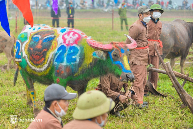 Những chú trâu được trang trí mình hổ trong lễ Tịch điền năm Nhâm Dần 