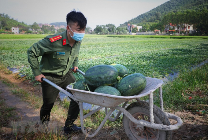 Công an ở Bắc Giang giúp người dân thu hoạch 8,5 tấn dưa 