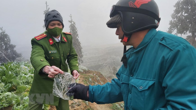 Ông Hứa Đình Tuấn, Phó Chủ tịch Ủy ban Nhân dân xã Xín Cái cùng Thiếu úy Hoàng Minh Sơn, công an xã Xín Cái kiểm tra hoa màu bị ảnh hưởng do đóng băng. (Ảnh: Nguyễn Chiến/TTXVN)