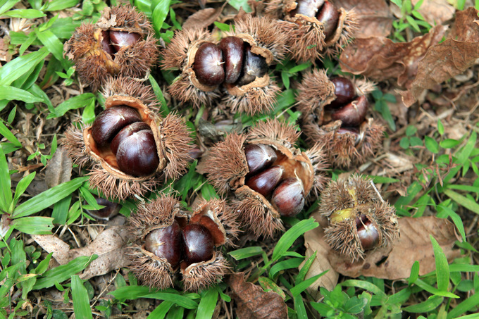 Hạt dẻ Trùng Khánh (Cao Bằng).