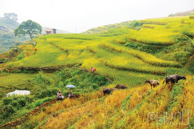 Hòa trong không gian nhuộm vàng là những âm thanh của người Hà Nhì