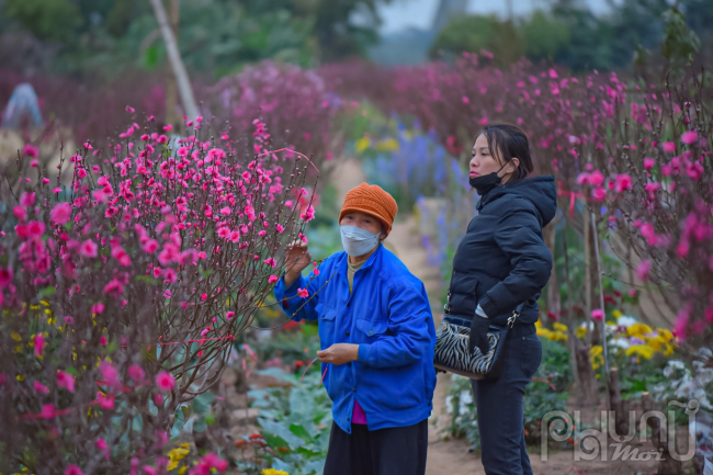 Một số người đến tận vườn đào tự chọn cho mình những cành đào ưng ý 