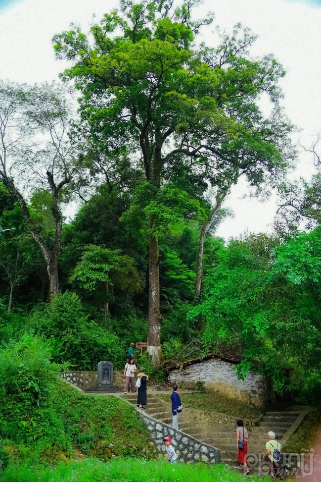  Cây Nhội (tên địa phương còn gọi là Mạy Phát) mọc tự nhiên ở đầu xóm Hoài Khao, thân chính có chu vi thân 3,10m, đường kính hơn 1m, cây cao khoảng 25 - 30m là cây đơn thân, mọc thẳng, tán toả đều xung quanh. Đây là cây cổ thụ duy nhất ở đầu làng, được coi là cây di sản Việt Nam, có ý nghĩa thiêng liêng như cây thần bảo vệ người dân, được người dân nơi đây lập miếu thờ và chăm sóc.