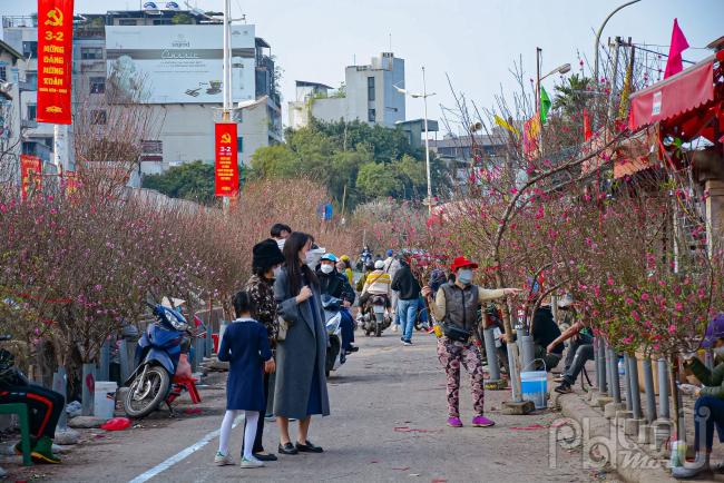 Do ảnh hưởng của dịch Covid-19, giá đào năm nay hạ nhiệt hơn năm ngoái. 