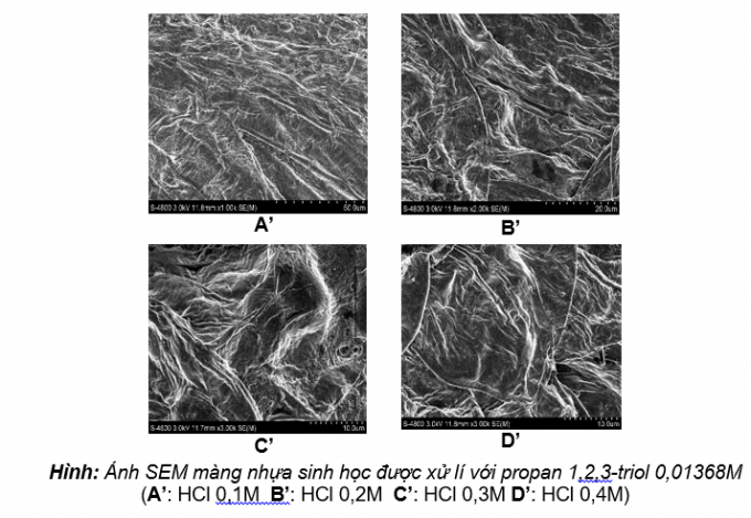 2-Ảnh SEM màng nhựa sinh học được xử lý với propan 0,01368M. Ảnh: Nhóm NC cung cấp