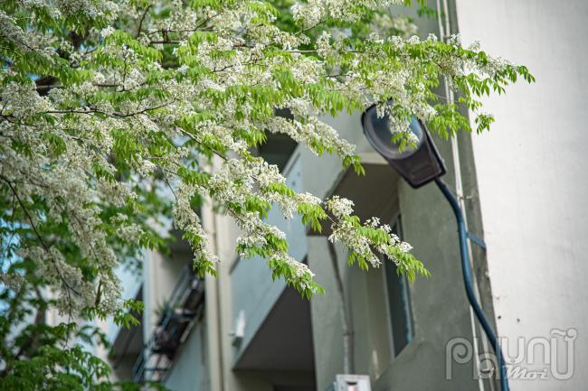 Với người Hà Nội, hoa sưa gắn liền với thời gian chuyển mùa từ đông sang hè. Năm nay, do thời tiết ấm áp, nên hoa sưa nở sớm hơn so với hàng năm