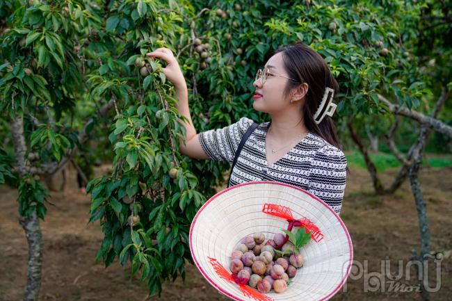 Đáng chú ý, quả mận là đặc sản nông nghiệp “đặc hữu” của địa phương. Ngoài việc cung cấp quả cho các thương lái, những năm gần đây, các hộ trồng mận Tam Hoa đã được huyện Bắc Hà thực hiện liên kết mô hình trải nghiệm tại vườn cho khách du lịch. Hoạt động này không chỉ mang lại hiệu quả kinh tế thiết thực cho các chủ vườn mận khi nông sản được tiêu thụ dễ hơn mà còn mang đến nhiều trải nghiệm thú vị cho du khách.