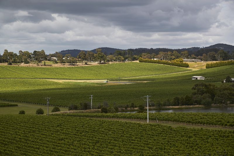 Vườn nho ở Thung lũng Yarra, Victoria. Ảnh: Bloomberg