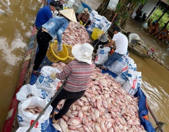 Hàng trăm tấn cá lồng bè chết trương phình trên sông Đồng Nai