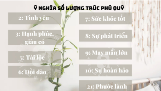 Số lượng trúc phú quý có thể ảnh hưởng đến năng lượng mà cây mang lại.