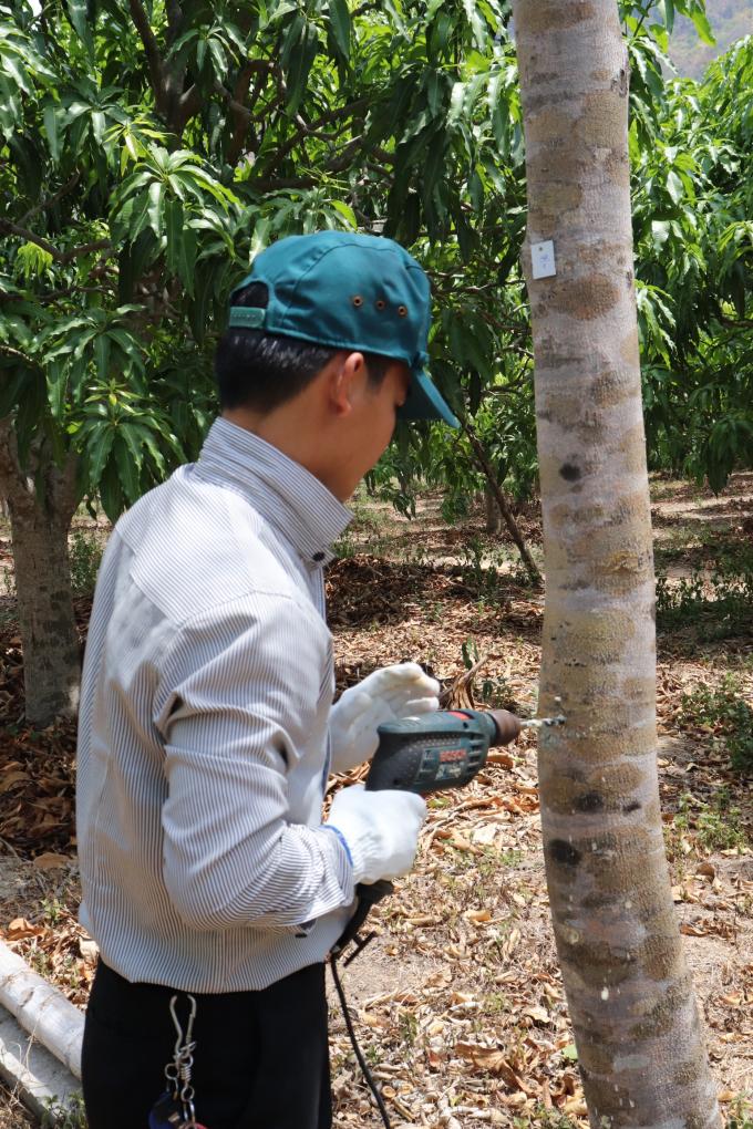 Thao tác cấy tạo trầm tại mô hình huyện Cam Lâm