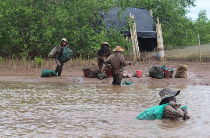   Khi thủy triều rút, những người phụ nữ Thanh Hóa, Ninh Bình vội tới khu rừng ngập mặn để mưu sinh. Họ ngâm mình dưới nước và bùn lầy để bắt ngao, cua và hàu biển... Đây đều là sản vật trù phú của khu rừng.  