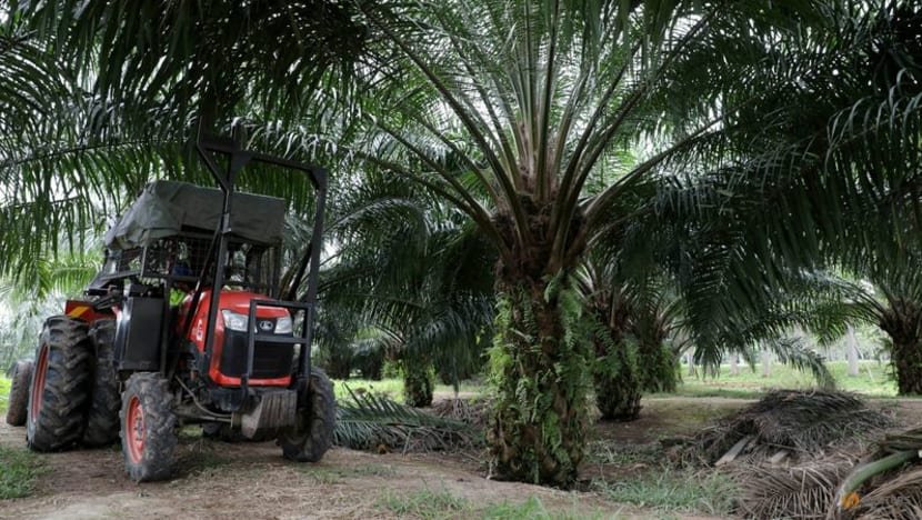 Ngành sản xuất dầu cọ ở châu Á đang đối mặt với tình trạng thiếu cây giống - Ảnh 1.