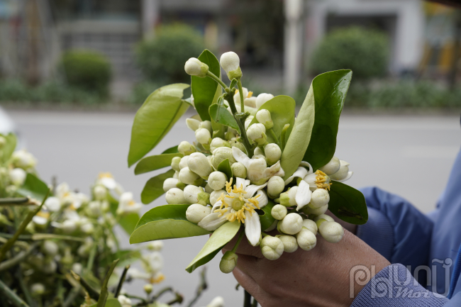 Các tiểu thương chia sẻ hoa bưởi theo bó được ưa chuộng hơn cả, mỗi bó khoảng 200gr có giá 50.000 - 80.000 đồng.