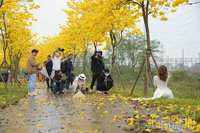 Hiện tại con đường rực sắc hoa gạo đỏ và hoa phong linh vàng đang là địa điểm ghé thăm của rất nhiều các nhiếp ảnh gia và các bạn trẻ muốn lưu giữ những hình ảnh đẹp.