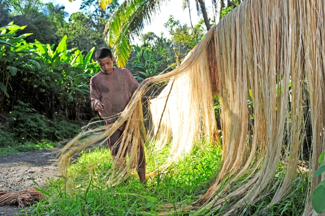 Quá trình phơi sợi Abaca