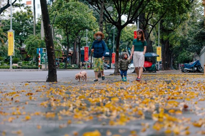 Và mùa lá sấu rụng cũng đi qua nhanh, chỉ một tuần thôi, khi người ta chưa kịp ngắm nghía thì mùa đã đi qua để lại bao nuối tiếc. Ảnh: Minh Sơn/Vietnam+)