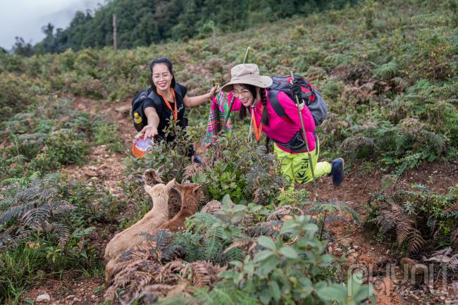 Khách du lịch vui đùa cùng đàn dê núi của người dân bản địa