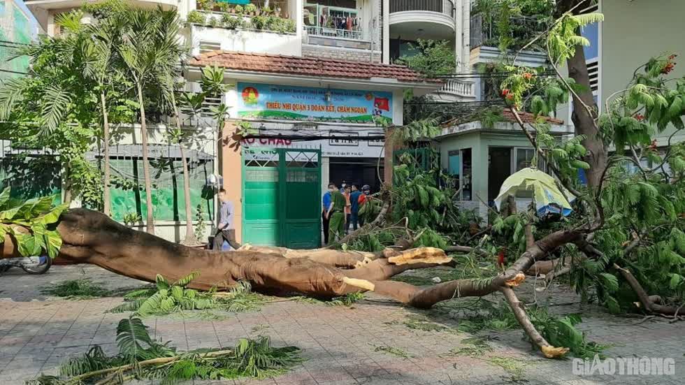 Cây phượng tại trường THCS Bạch Đằng quận 3 bật gốc đổ xuống. Ảnh: báo Giao Thông.