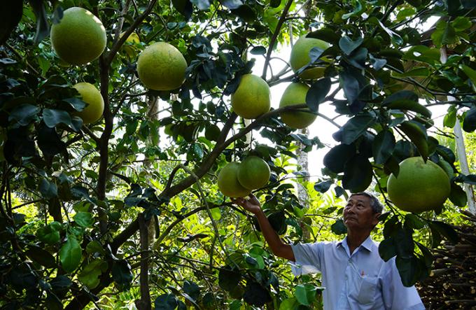 Bưởi tiền triệu chưng Tết