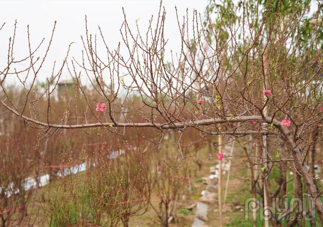 Đào Nhật Tân có 2 loại, đào mắt trắng và đào mắt đỏ, hay còn gọi là đào ngắn ngày và đào dài ngày. Đối với đào Nhật Tân mắt trắng (nụ trắng), cách Tết 75 ngày, những người trồng đào phải thực hiện việc tuốt bỏ lá để đào nở hoa vào đúng những ngày Tết. Tương tự, đào Nhật Tân mắt đỏ (Nụ đỏ) cũng cần tuốt bỏ lá vào khoảng trước Tết 40 ngày để cây đào “chiều lòng người” cho hoa đúng vào dịp Tết.