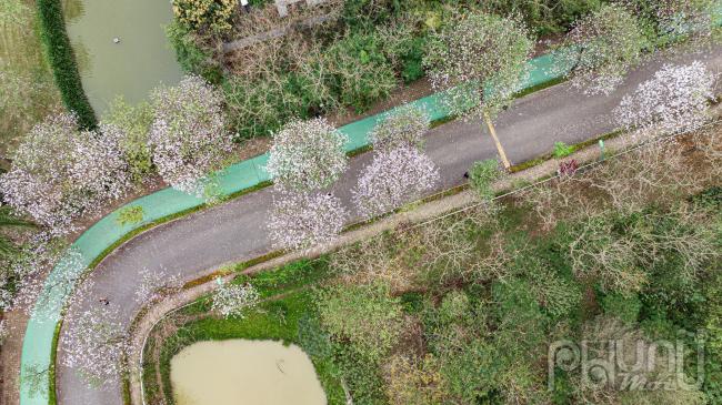 Thời điểm này thời tiết khá đẹp, trời hơi se se lạnh, thi thoảng có chút nắng nhẹ, rất thích hợp để thong thả dạo phố, ngắm hoa.