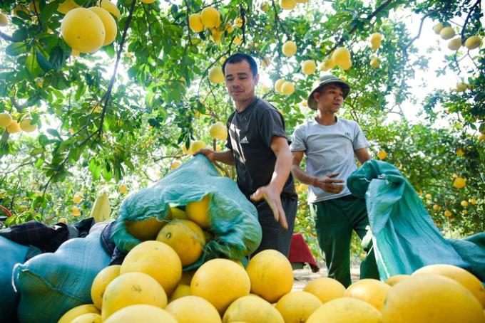   Hiện vườn đã bán ra hơn 1 vạn quả, số còn lại phần nhiều đã có người đặt cho dịp Tết Nguyên đán 2023.  