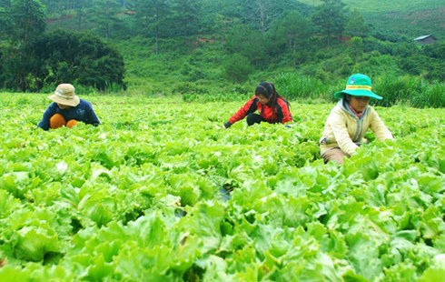 Dịch nCoV đẩy giá rau Đà Lạt lên cao 