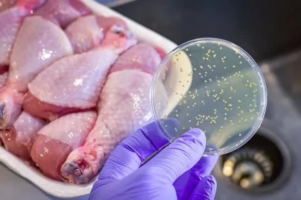 Bất cứ nguồn thực phẩm nào cũng có thể bị nhiễm Salmonella. Ảnh minh họa