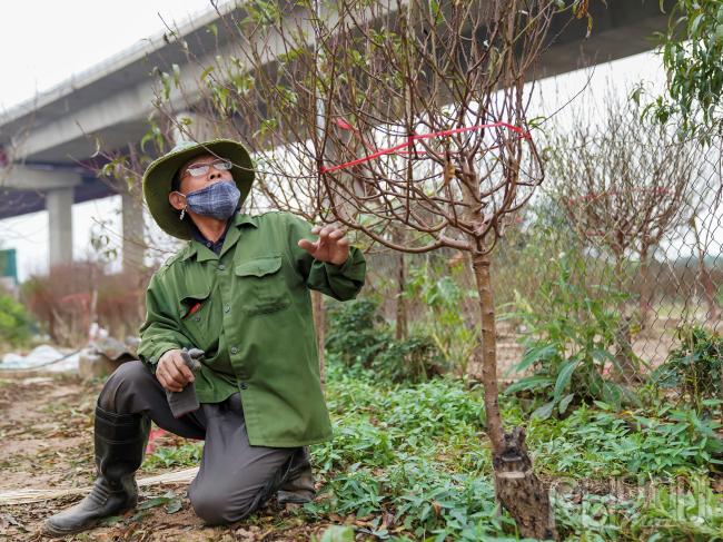 Ông Hiện, (nhà vườn Văn Hiện) có thâm niên hơn 40 năm trồng đào Nhật Tân cho biết: Thời điểm này như mọi năm, người trồng đào Nhật Tân đã hoàn thành xong công đoạn “đánh” (đảo đào gốc) và 