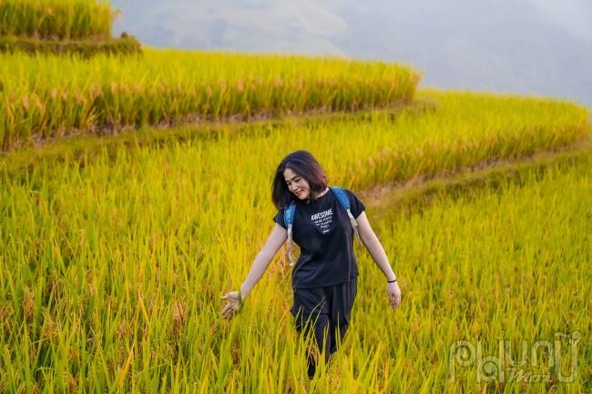 Không gian mùa lúa chín tại nơi đây vô cùng quyến rũ. Hương lúa mới hòa quyện trong sắc vàng của mùa thu. Những giọt sương long lanh trên những vạt lúa như dậy lên những thanh âm trong veo, thanh tân của núi rừng đại ngàn.