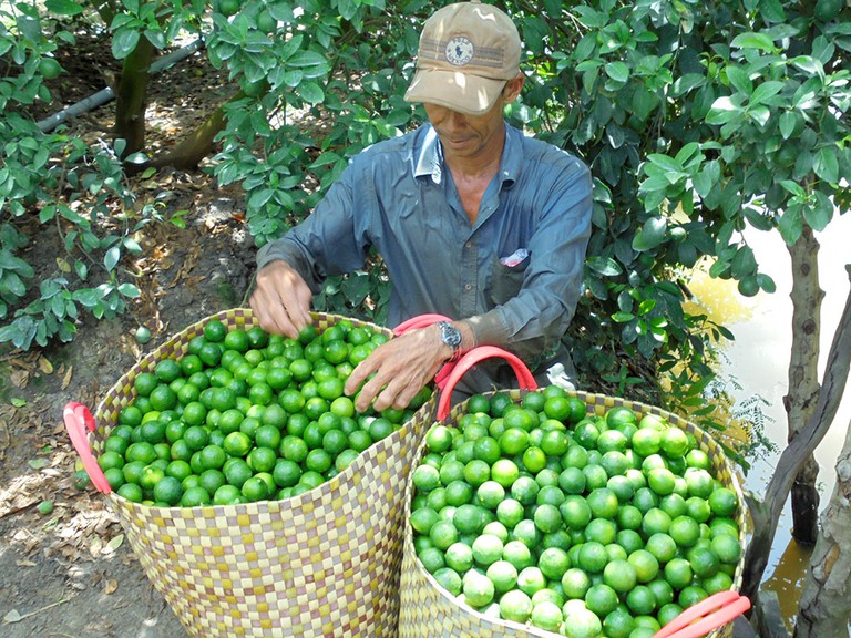 Thị trường tuần qua: Giá vàng tăng, giá heo hơi giảm mạnh