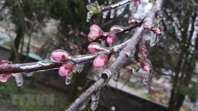 Hoa đào đóng băng tại Đồn Biên phòng Xín Cái, xã Xín Cái, huyện Mèo Vạc (Hà Giang). (Ảnh: Nguyễn Chiến/TTXVN)