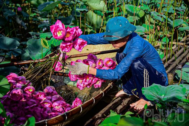 Sau khi hái sen được phân loại và đem lên bờ.