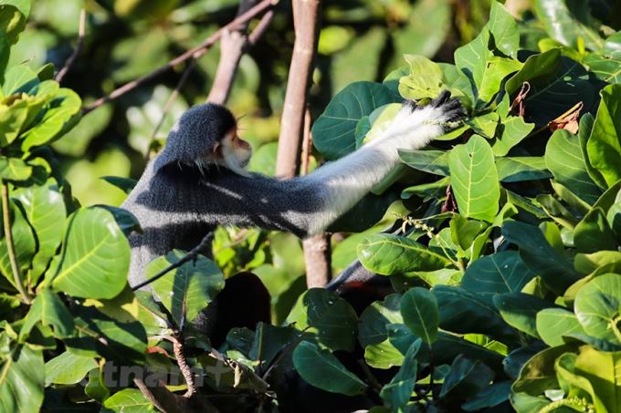   Những chú Voọc là niềm cảm hứng bất tận của 'Hội ảnh Voọc Sơn Trà'.  