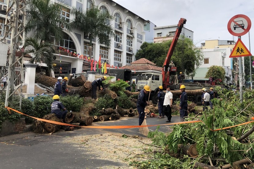 Cây xanh trường học ở TP.HCM bật gốc, ngã đè vào phụ huynh - Ảnh 2.